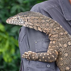 Perentie