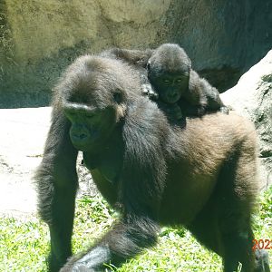 Western Lowland Gorilla (Gorilla gorilla gorilla)