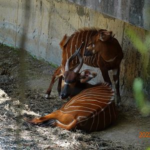 Eastern Bongo (Tragelaphus eurycerus isaaci)