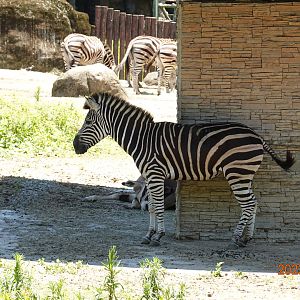 Chapman's Zebra (Equus quagga chapmani)