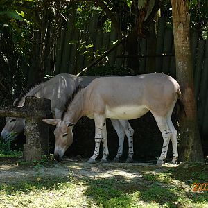 Somali Wild Ass (Equus africanus somaliensis)
