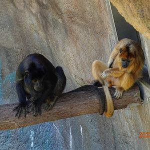 Black Howler Monkey (Alouatta caraya)
