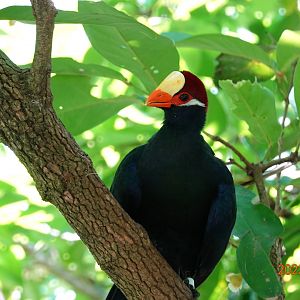 Violet Turaco (Tauraco violaceus)