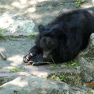 Taiwan Black Bear (Ursus thibetanus formosanus)