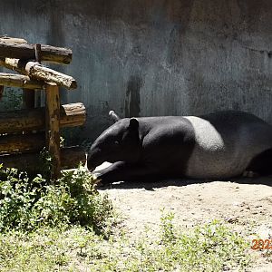 Malayan Tapir (Tapirus indicus)