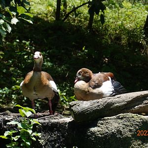 Egyptian Goose (Alopochen aegyptiaca)