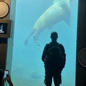 The Viewing of the Steller Sea Lion