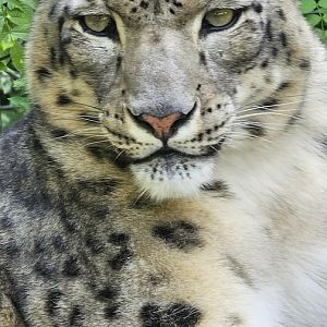Snow leopard