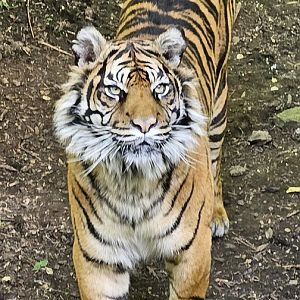 sumatran tiger