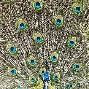 Blue peacock