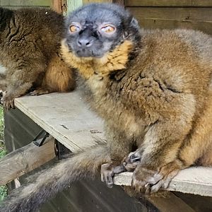 Collared lemur