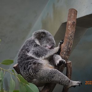 Northern Koala (Phascolarctos cinereus cinereus)