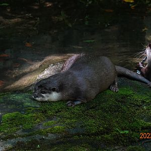Asian Small-clawed Otter (	Aonyx cinerea)
