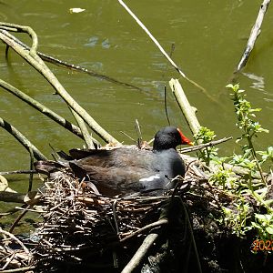 Common Moorhen (Gallinula chloropus chloropus)