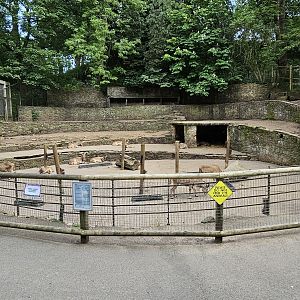 Barbary sheep exhibit