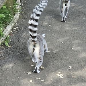 Ring tailed lemur