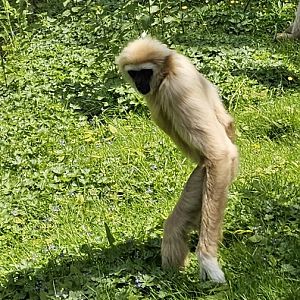 Lar gibbon hunting for insects