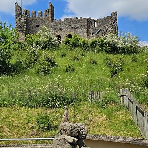 Meerkat and Dudley castle