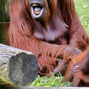 Bornean Orangutan