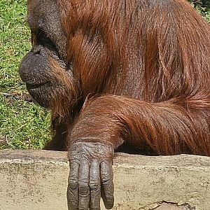 Bornean Orangutan