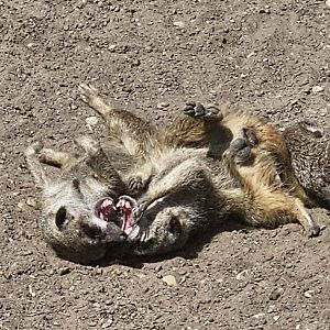 Meerkats