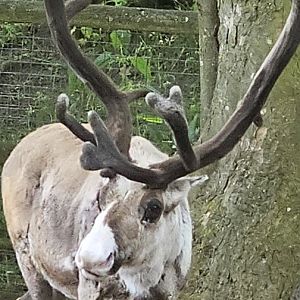 Reindeer