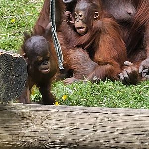 Bornean Orangutans