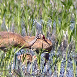 Sandhill Cranes