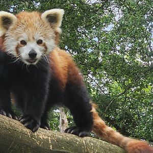 Red panda