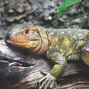 caiman lizard