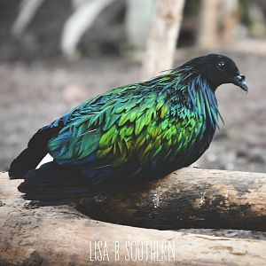 nicobar pigeon