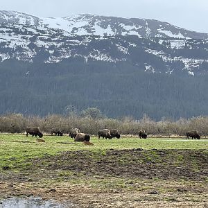 New Wood Bison Calves (looks like five so far)