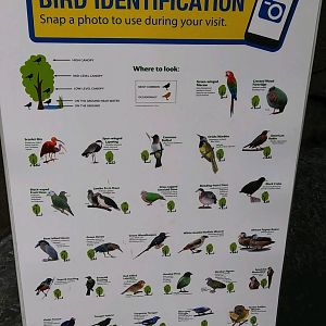 Matilda R. Wilson Free Flight Aviary Birds (May 28, 2023)