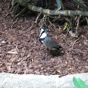 A Very Special Spur Winged Lapwing (May 28, 2023)