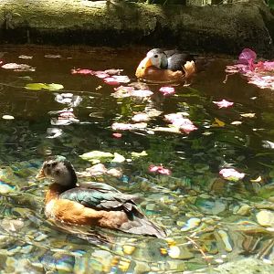 African Pygmy Geese (May 28, 2023)