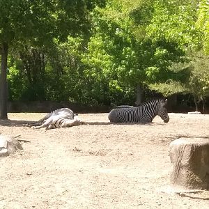 Grevy's Zebras (May 28, 2023)
