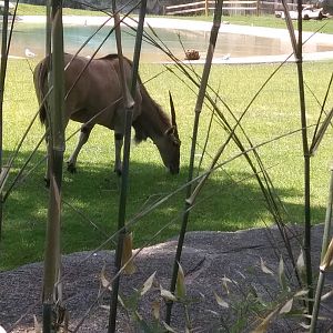 Common Eland in Bamboo (May 28, 2023)