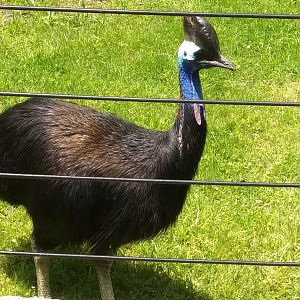 Neo the Double Wattled Cassowary (May 28, 2023)