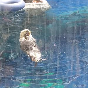 Sea Otter C H O M P (May 28, 2023)