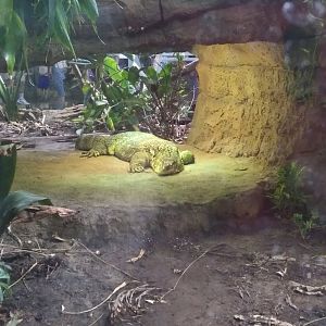 Solair the Asian Water Monitor (May 28, 2023)