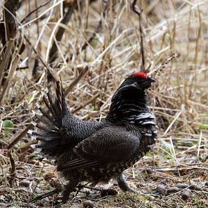 Spruce Grouse/ Falcipennis canadensis