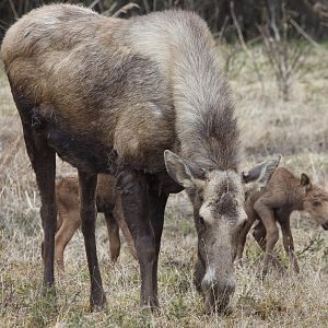 Moose/ Alces alces