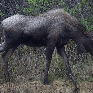 Moose/ Alces alces