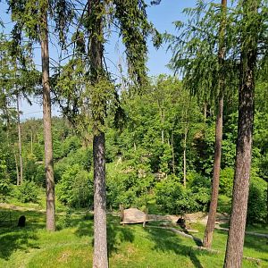American Black Bear exhibit