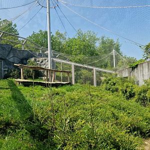 Amur Leopard exhibit