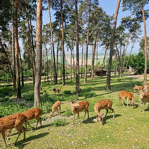 Mixed Hoofstock exhibit