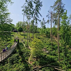 Japanese Macaque  Walktrough exhibit view from the bottom