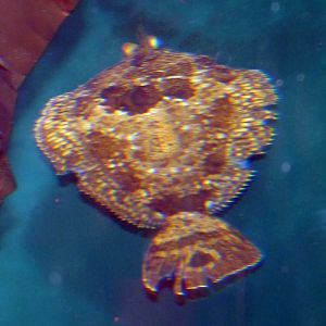 C-O sole (Pleuronichthys coenosus)