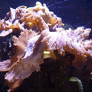 Cabbage finger leather coral or Cabbage leather coral (Sinularia brassica)