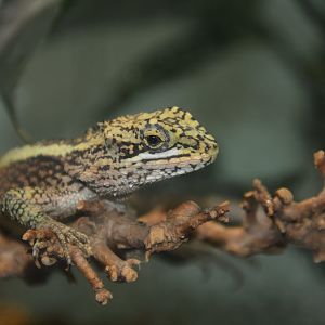 Chapa japalure (Diploderma chapaense)